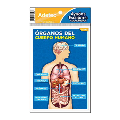 CUERPOHUMANO PNG